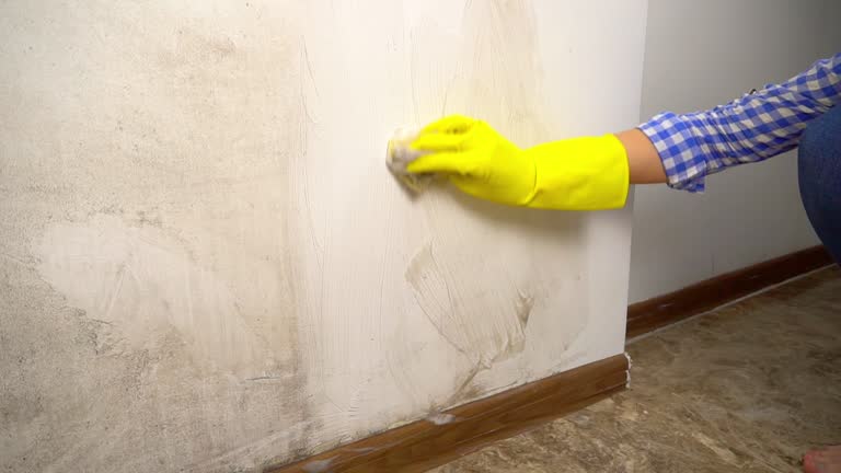 Crestwood, MO Mold Removal Company