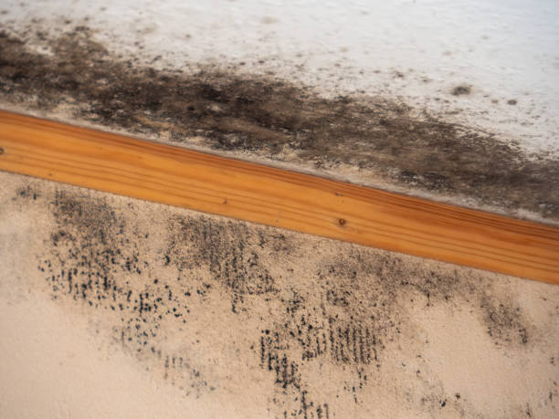 Best Industrial Mold Remediation  in Crestwood, MO