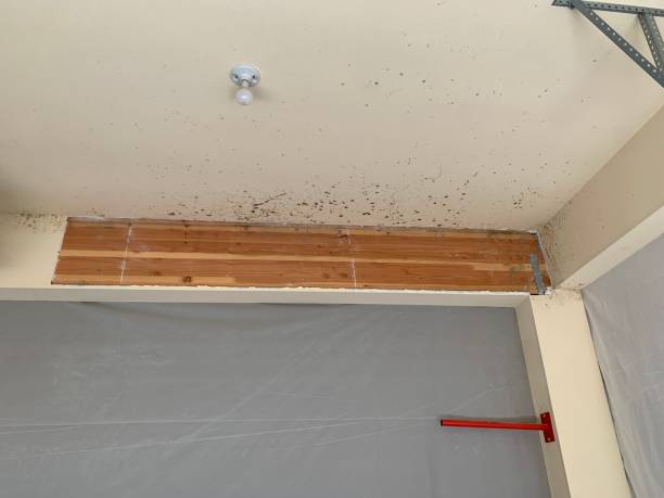Best Biohazard Mold Removal  in Crestwood, MO